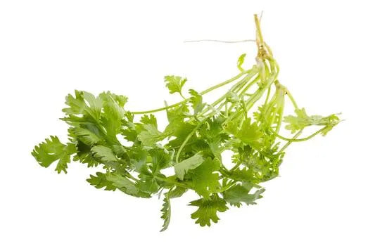 Coriander - Bunch