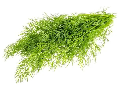 Dill - Bunch